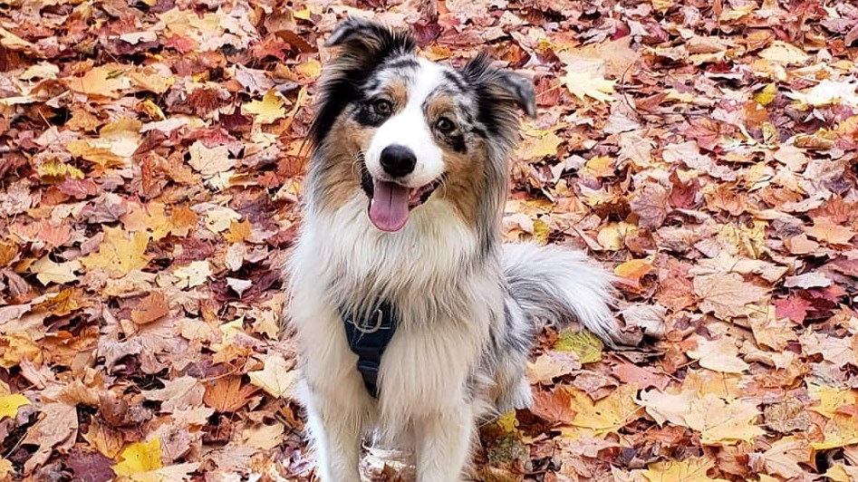 C'est la Journée mondiale du chien!