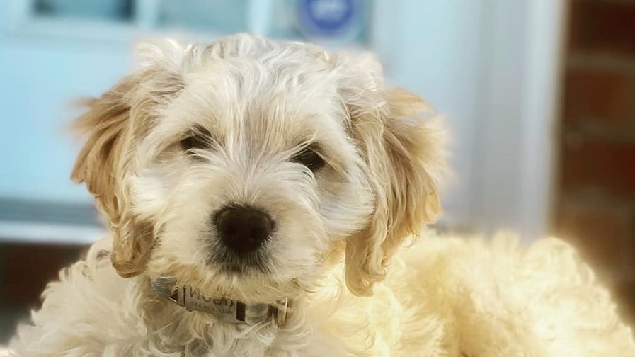 C'est la Journée mondiale du chien!