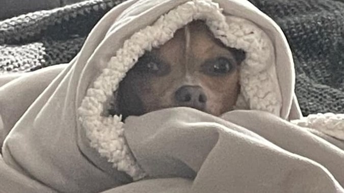 C'est la Journée mondiale du chien!