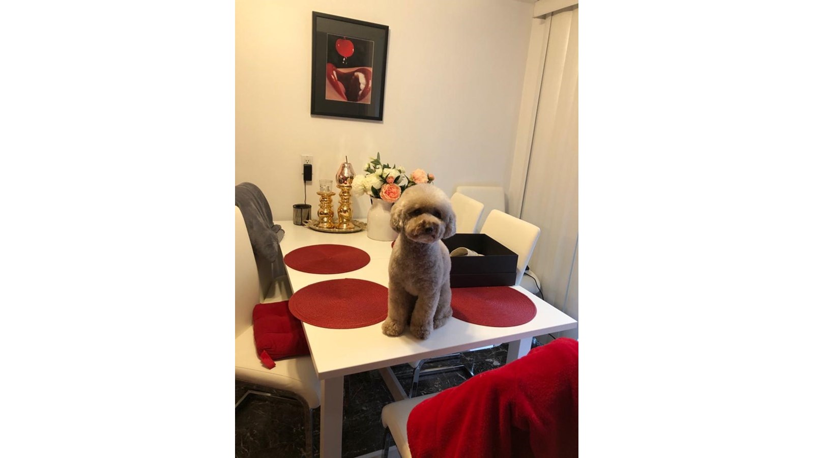 C'est la Journée mondiale du chien!