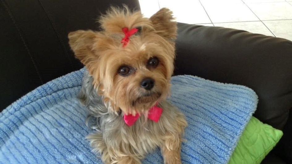 C'est la Journée mondiale du chien!