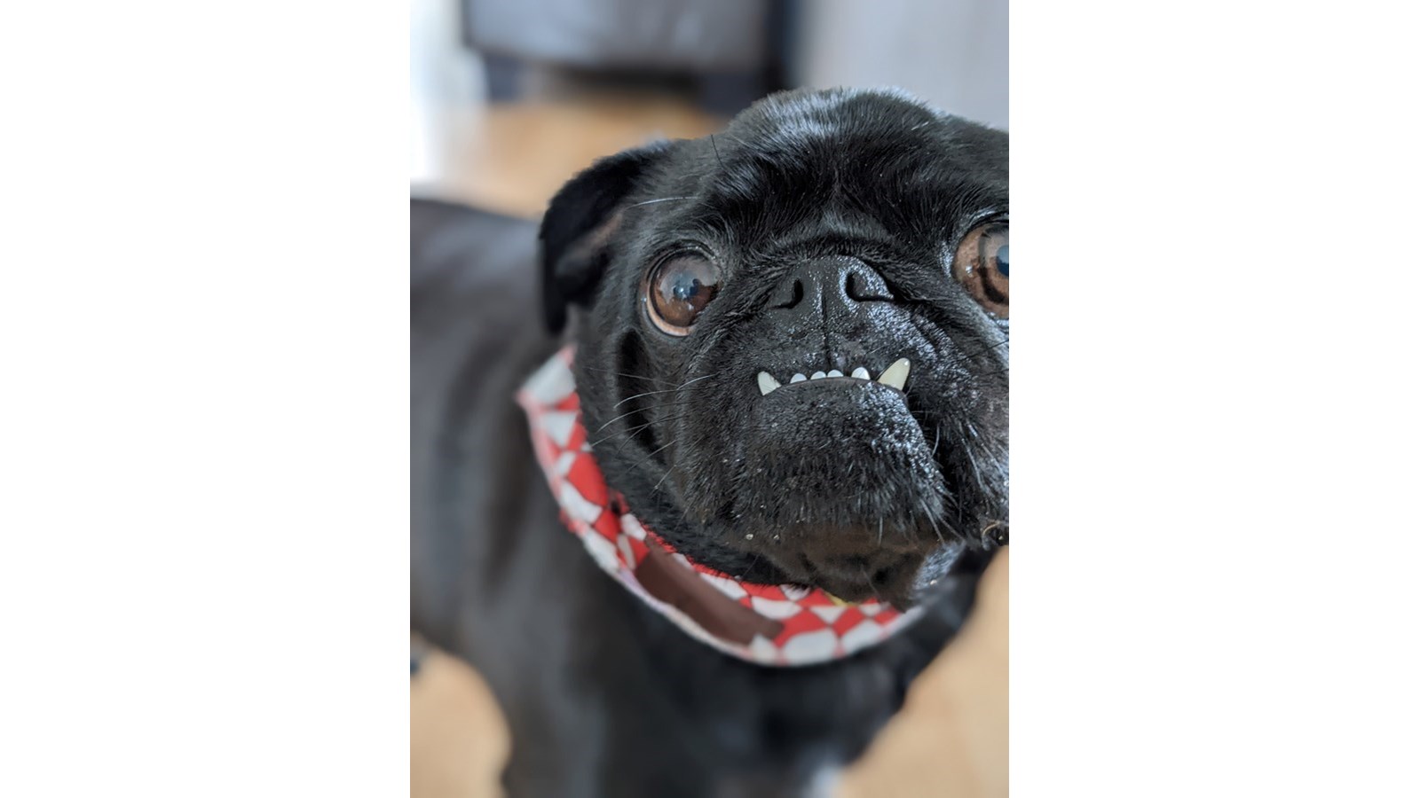 C'est la Journée mondiale du chien!