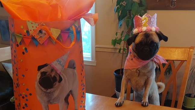 C'est la Journée mondiale du chien!