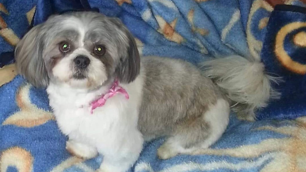 C'est la Journée mondiale du chien!