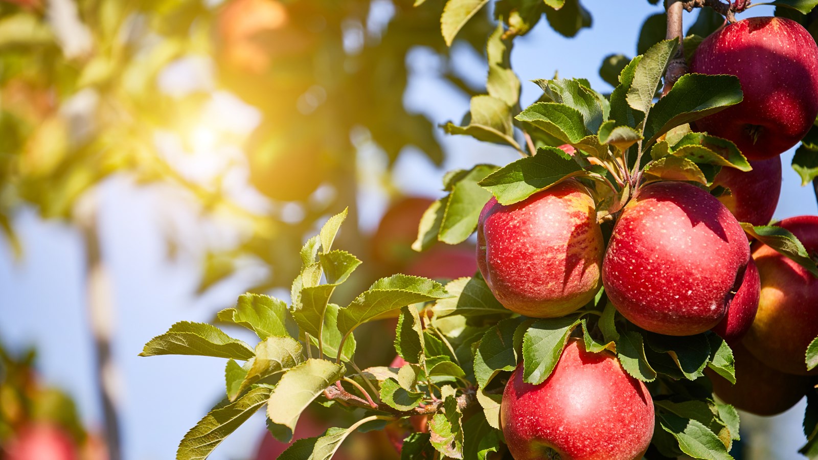 Septembre, c'est aussi le retour des pommes !