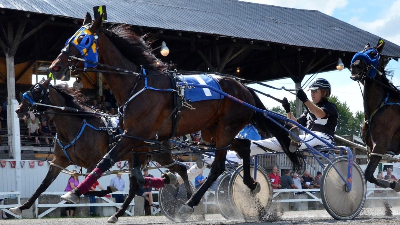Des courses de chevaux prévues ce samedi à Ormstown