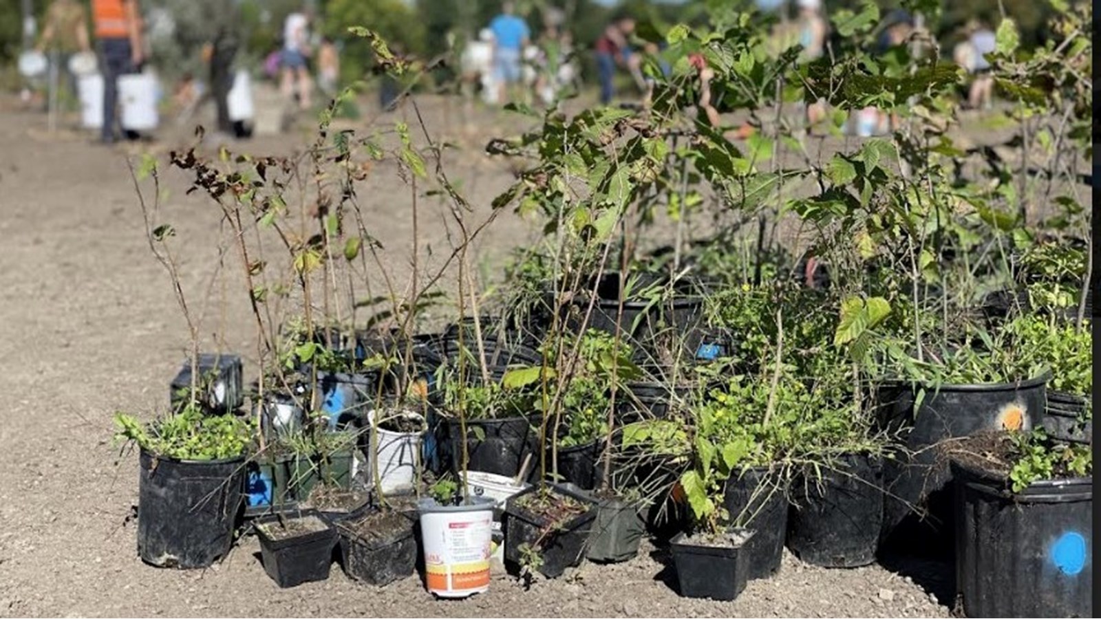 1 000 arbres à planter : la Ville lance la 5e édition de la Semaine de la biodiversité