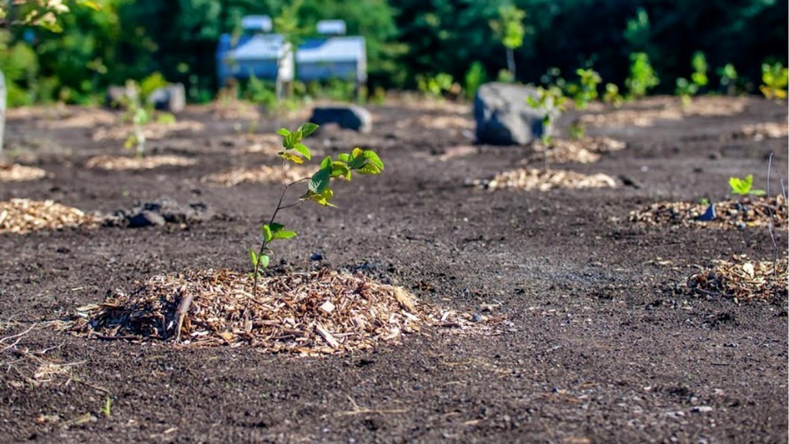 1 000 arbres à planter : la Ville lance la 5e édition de la Semaine de la biodiversité