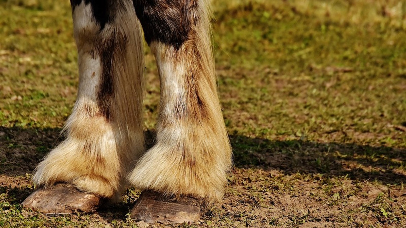 Une formation de sauvetage pour grands animaux offerte les 1er et 2 octobre 