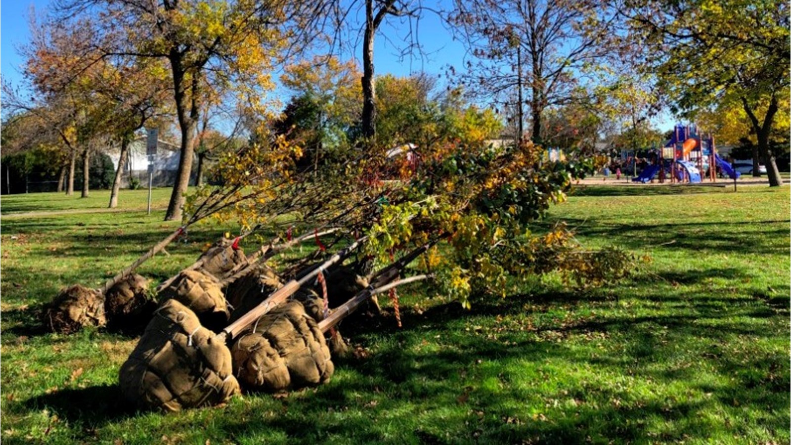 Vaudreuil-Dorion plantera 11 000 nouveaux arbres sur son territoire