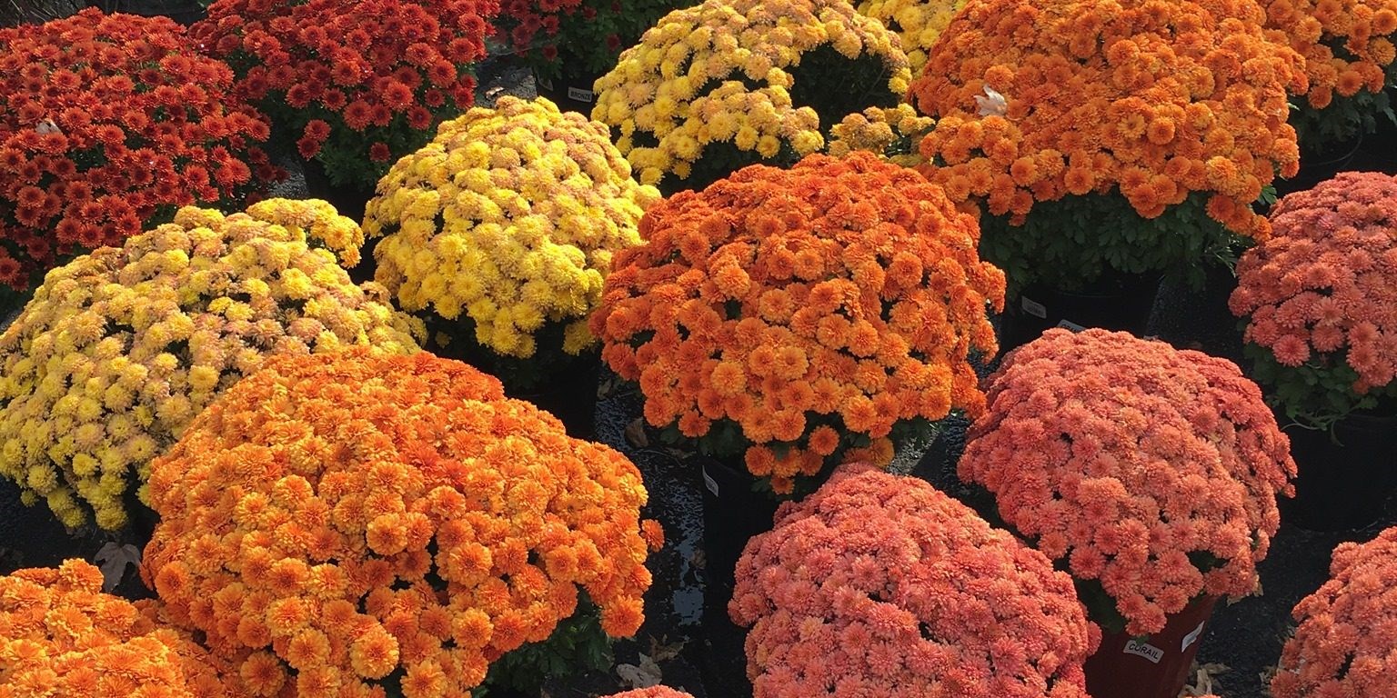 Achetez des chrysanthèmes pour une bonne cause