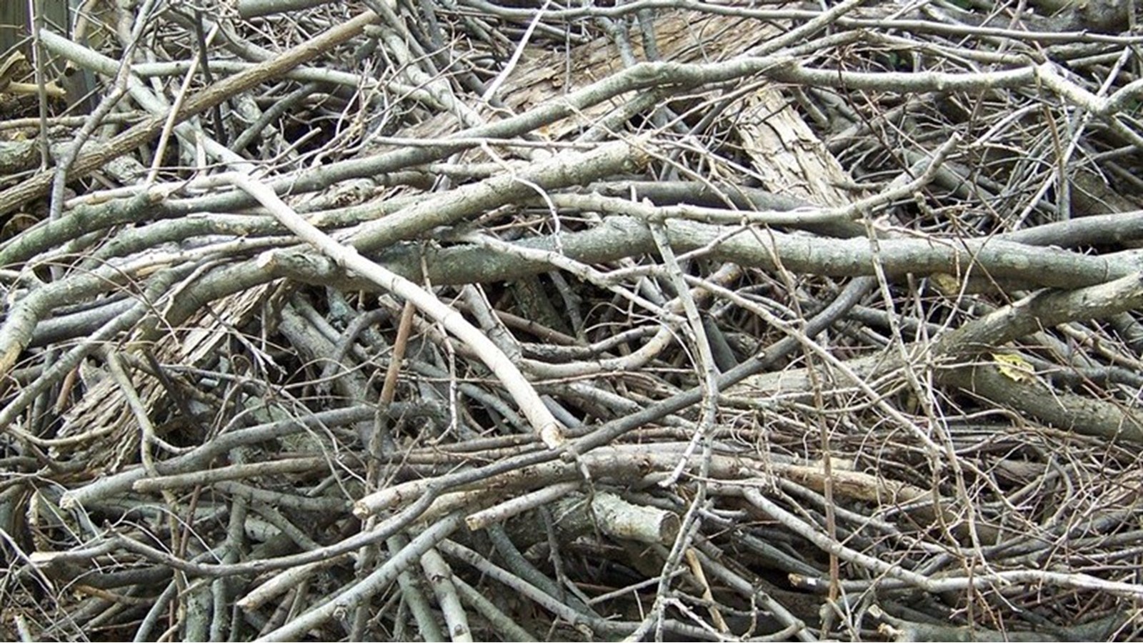 Une collecte de branches à venir à Très-St-Rédempteur 