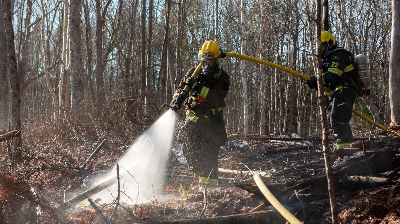 Très faible superficie de forêt brûlée cette année