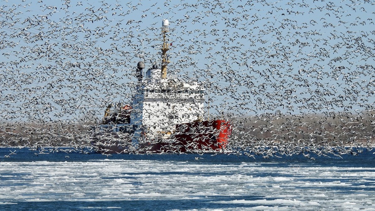 Les oies des neiges seront de passage chez nous