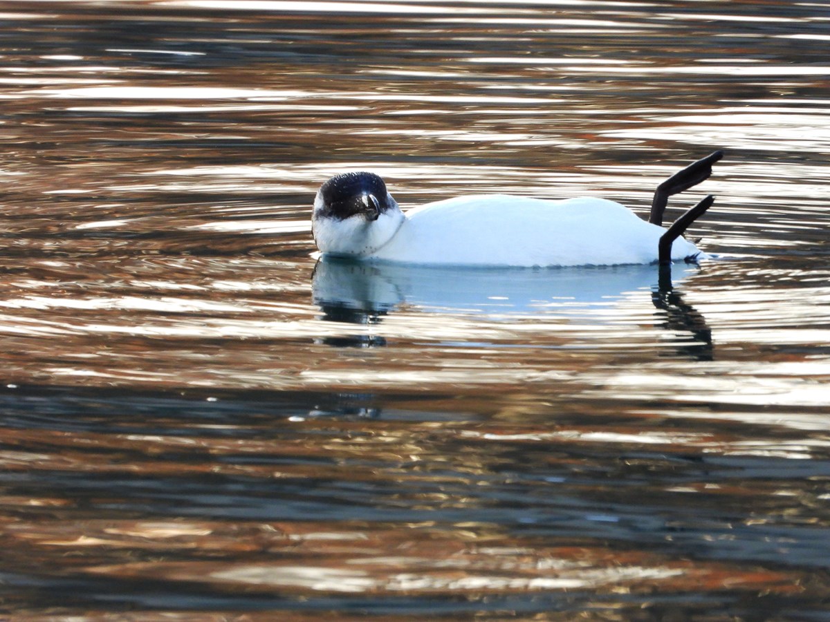 Pingouin dans le lac Saint-François: surprenant, mais pas rare pour autant