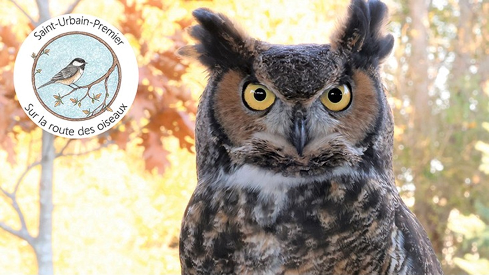 Les oiseaux de proie au coeur d'une conférence ce samedi 