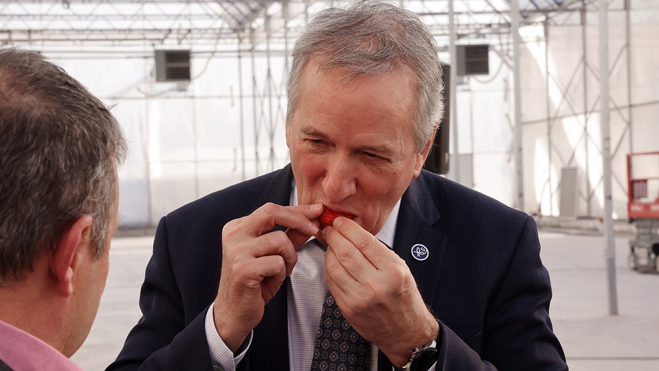 Le ministre Lamontagne a aussi dégusté une fraise produite par la Ferme d'Hiver de Vaudreuil-Dorion à l'issue de la conférence de presse