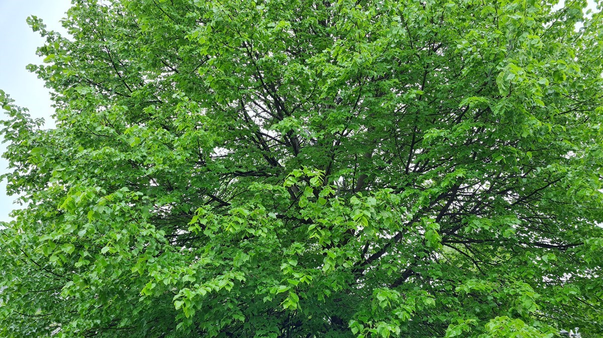19 mai 2022 : Rigaud au rendez-vous de la fête québécoise des arbres.