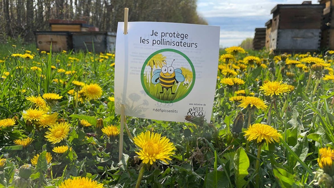 5 mai 2022 : Très-Saint-Rédempteur fait sa part pour les abeilles