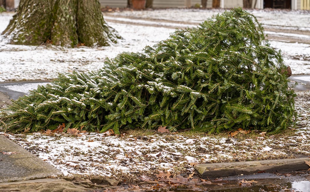De nombreuses collectes de sapin débutent aujourd'hui dans Vaudreuil-Soulanges
