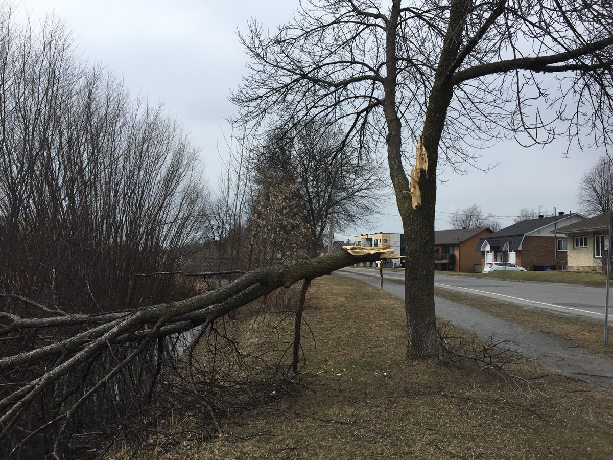 Collecte spéciale de branches à Valleyfield le 15 avril