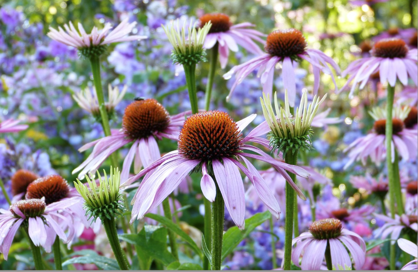 Comment concevoir un plan de jardin ?