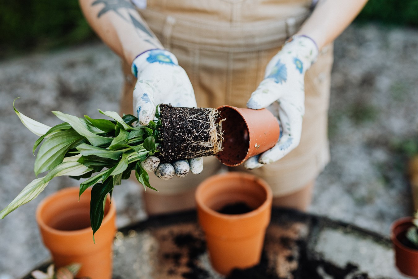 How to design a garden plan ?
