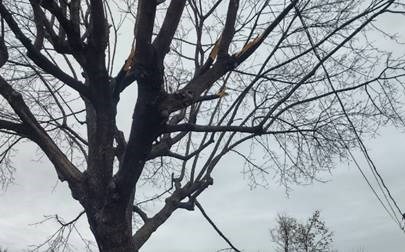 Après le verglas, on vous invite à bien élaguer vos arbres
