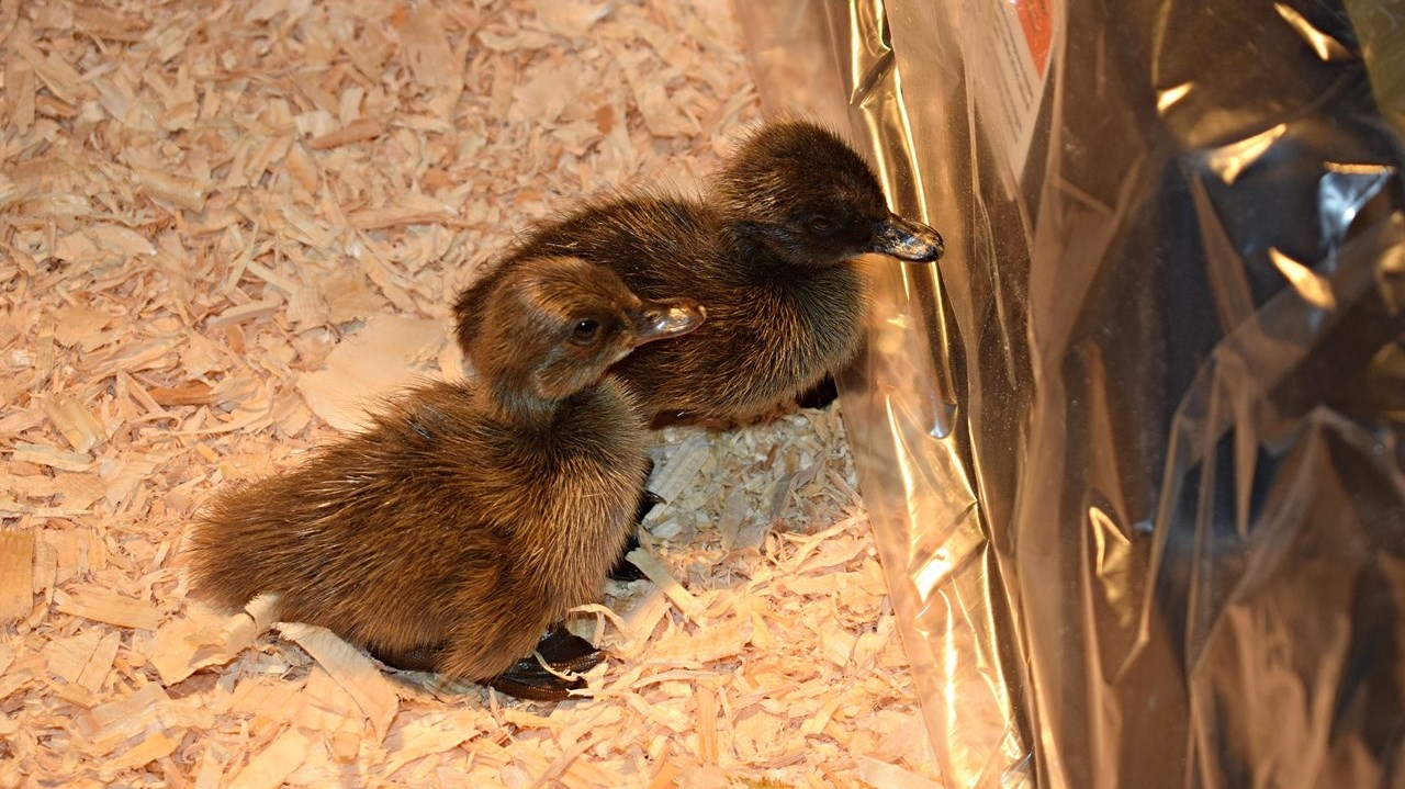 Duck hatchlings used as comfort animals for students at Birchwood Elementary School in Saint Lazare on May 15, 2023