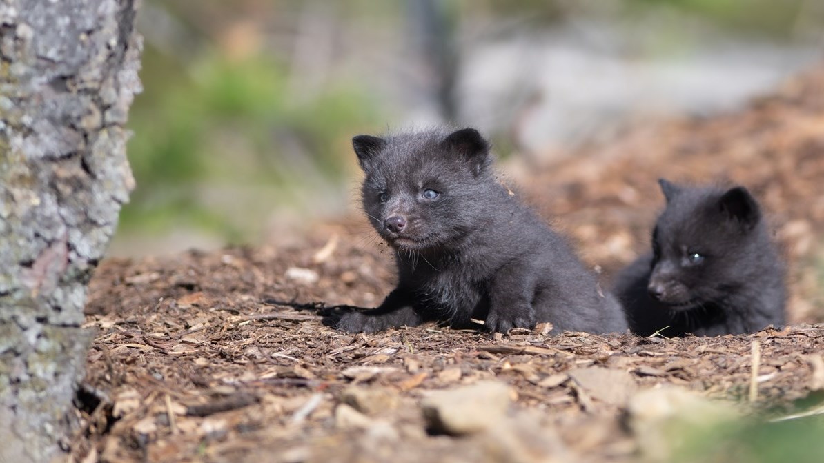 Sindri and Saga are two of four silver red foxes that were recently born at the Ecomuseum Zoo in Sainte Anne de Bellevue.