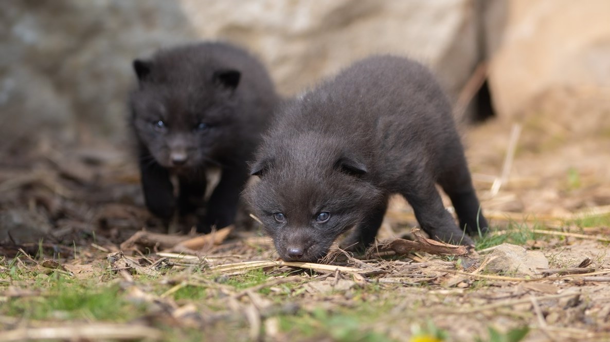 Sindri and Saga are two of four silver red foxes that were recently born at the Ecomuseum Zoo in Sainte Anne de Bellevue.