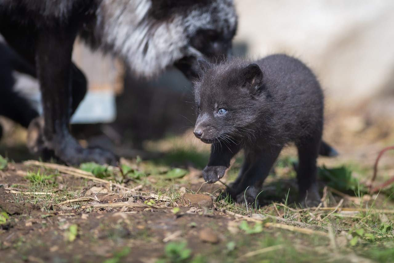 One of four silver red foxes that were recently born at the Ecomuseum Zoo in Sainte Anne de Bellevue.
