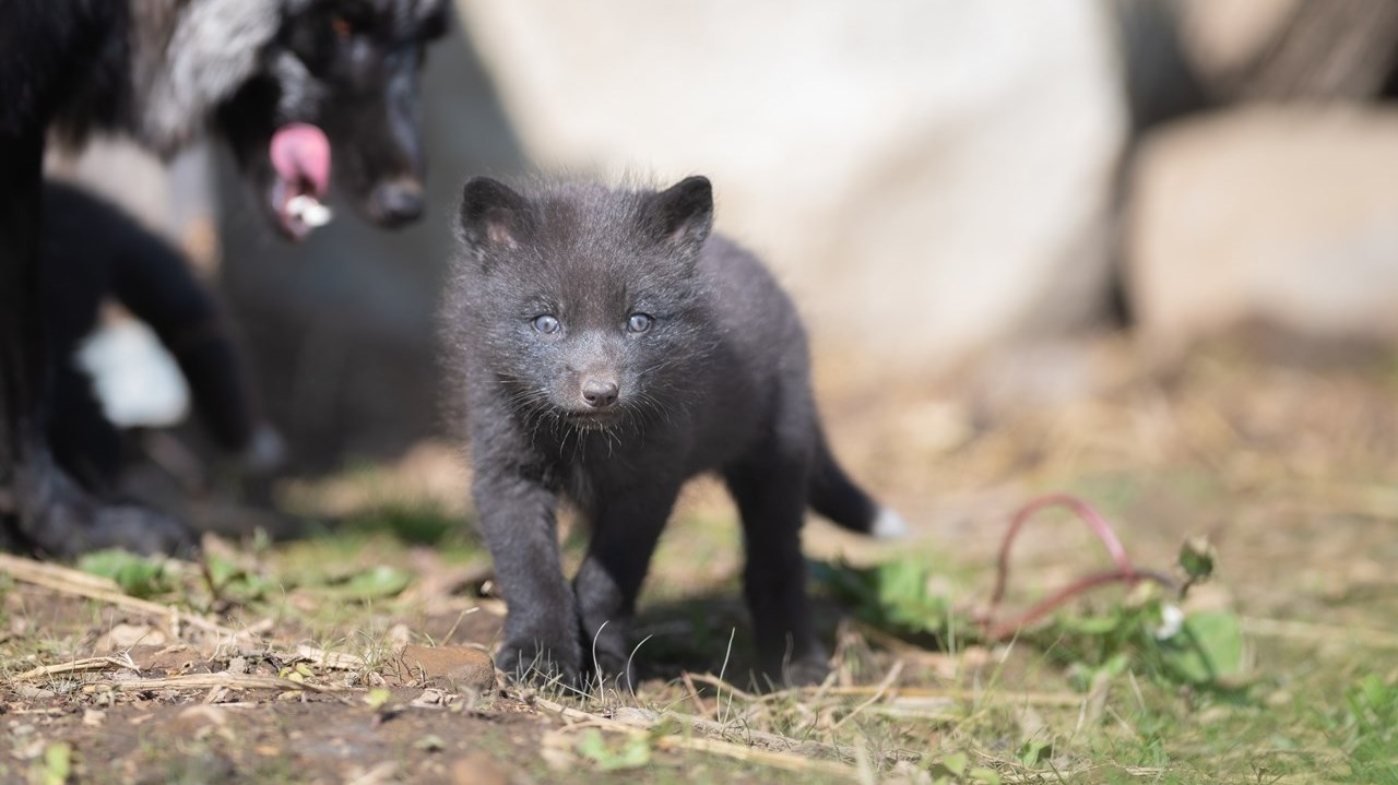 One of four silver red foxes that were recently born at the Ecomuseum Zoo in Sainte Anne de Bellevue.