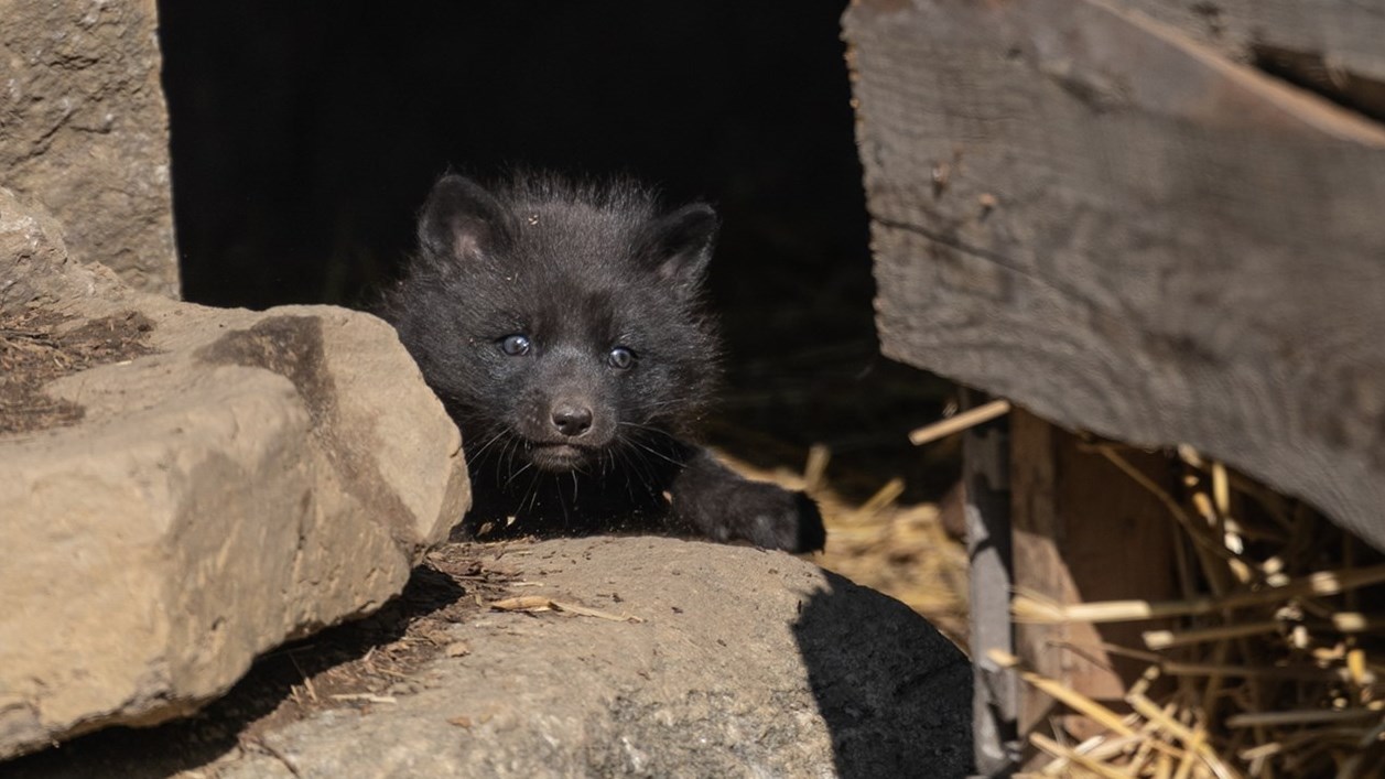 One of four silver red foxes that were recently born at the Ecomuseum Zoo in Sainte Anne de Bellevue.