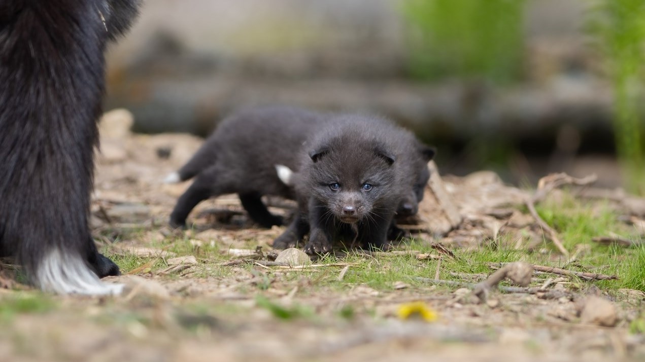 One of four silver red foxes that were recently born at the Ecomuseum Zoo in Sainte Anne de Bellevue.