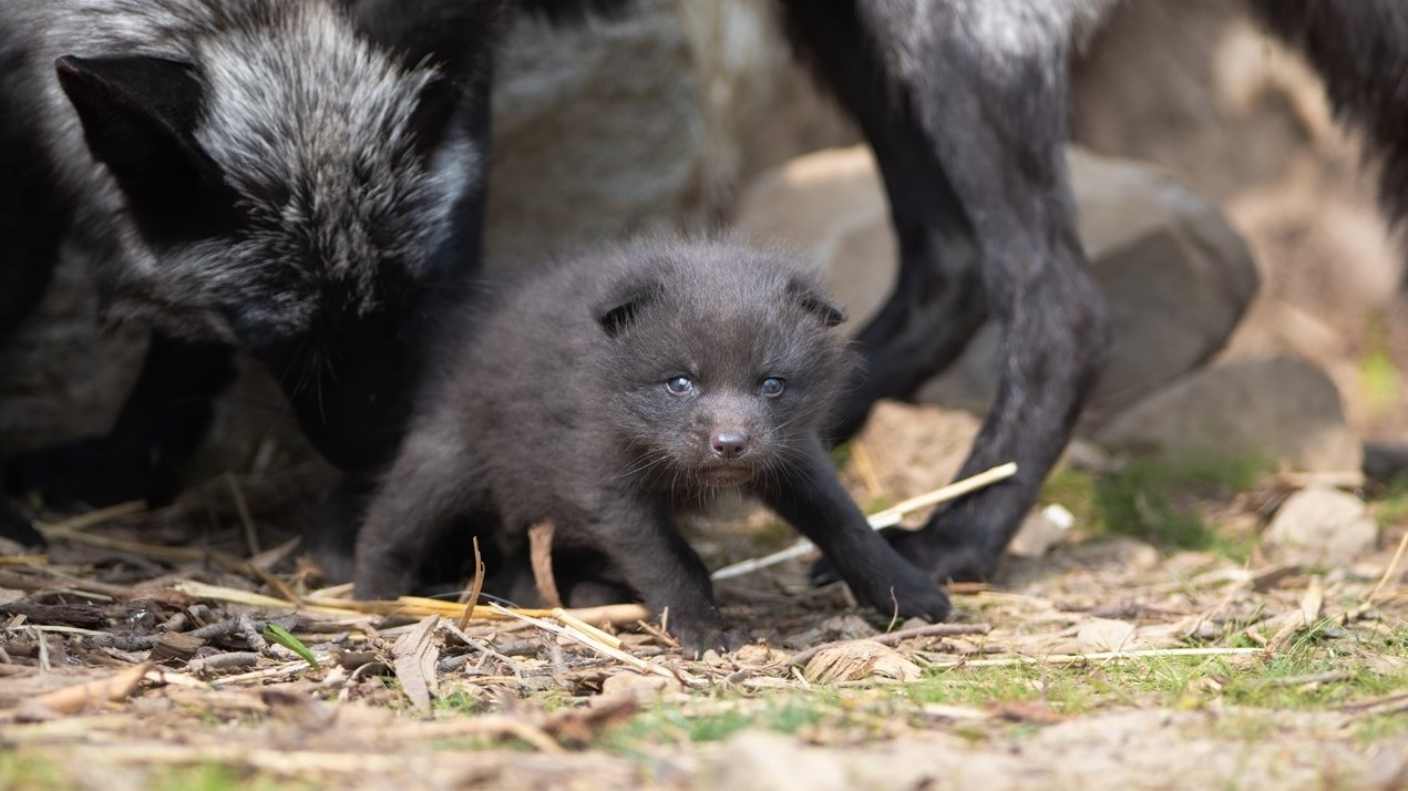 One of four silver red foxes that were recently born at the Ecomuseum Zoo in Sainte Anne de Bellevue.