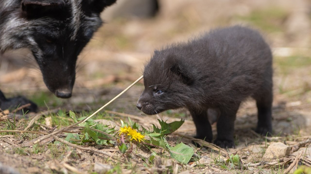 One of four silver red foxes that were recently born at the Ecomuseum Zoo in Sainte Anne de Bellevue.