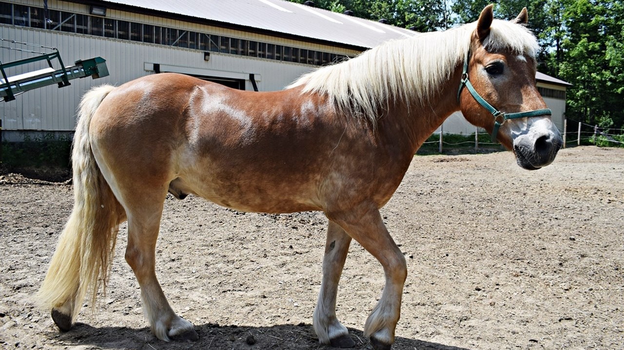 One of the horses at the Saint-Lazare Carriage Driving Club which participated in Saint Lazare's first Horse Day on June 3.