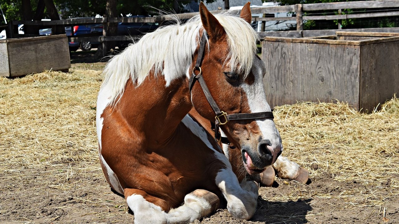 A Horse Tale Rescue in Vaudreuil-Dorion welcomed visitors to its stables in Vaudreuil-Dorion as part of Saint Lazare's Horse Day event on June 3.