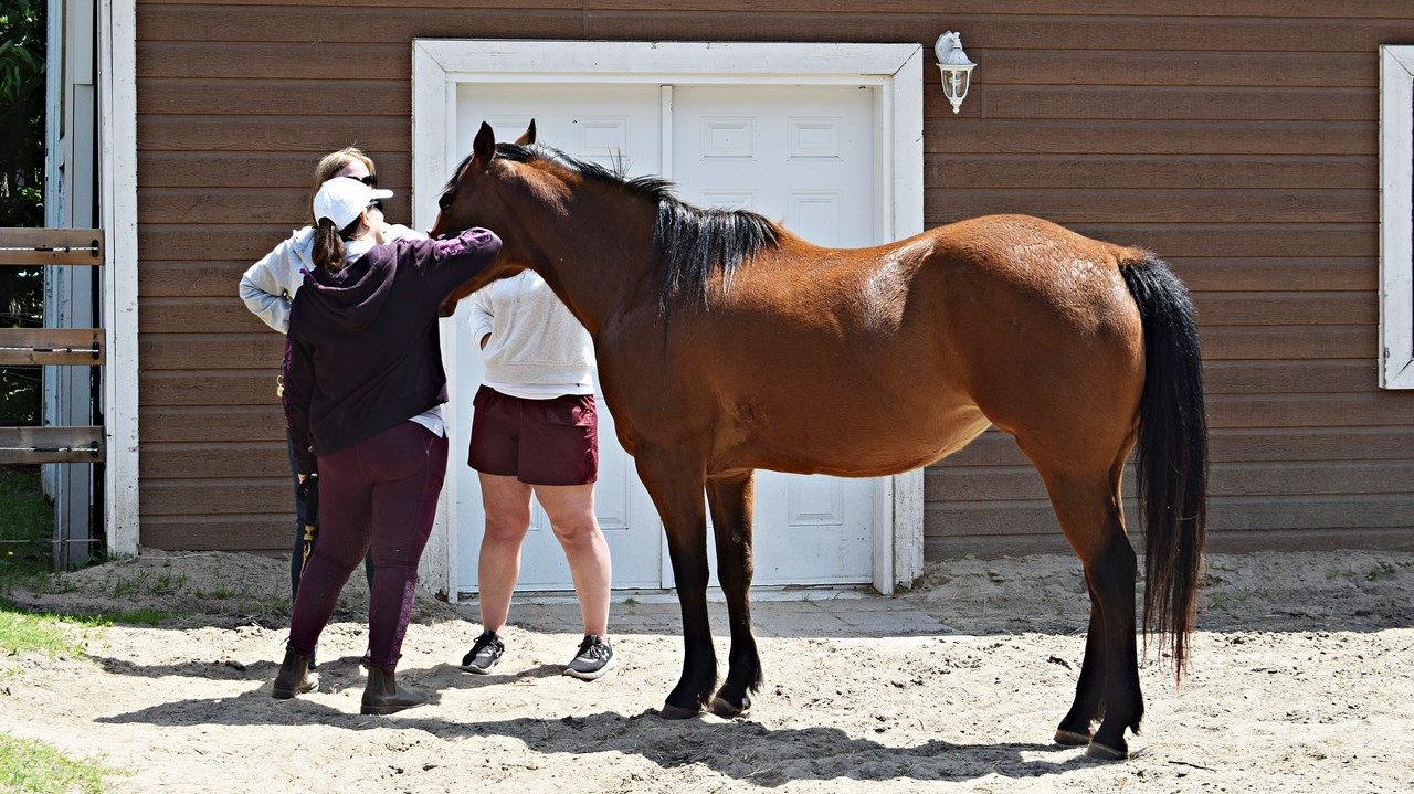 One of the horses at Fermette Hubert which participated in Saint Lazare's first Horse Day on June 3.