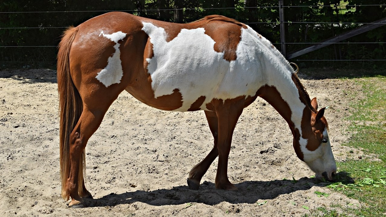 One of the horses at Fermette Hubert which participated in Saint Lazare's first Horse Day on June 3.
