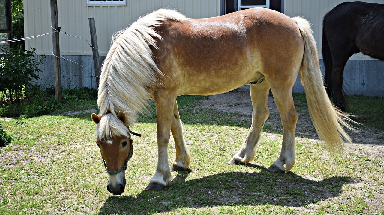One of the horses at the Saint-Lazare Carriage Driving Club which participated in Saint Lazare's first Horse Day on June 3.