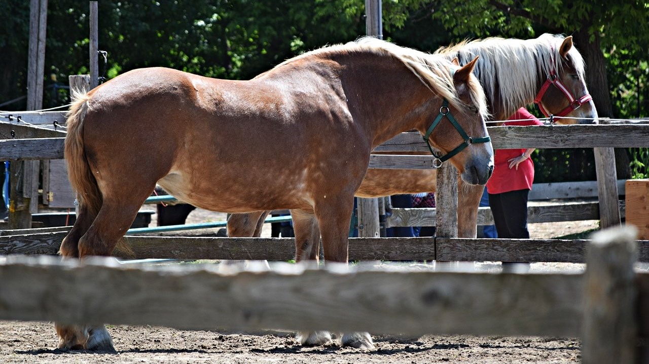 A Horse Tale Rescue in Vaudreuil-Dorion welcomed visitors to its stables in Vaudreuil-Dorion as part of Saint Lazare's Horse Day on June 3.