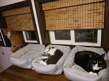 50% plus de chats abandonnés en juillet