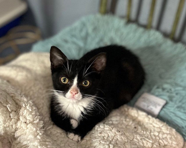 50% plus de chats abandonnés en juillet