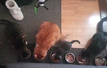 50% plus de chats abandonnés en juillet
