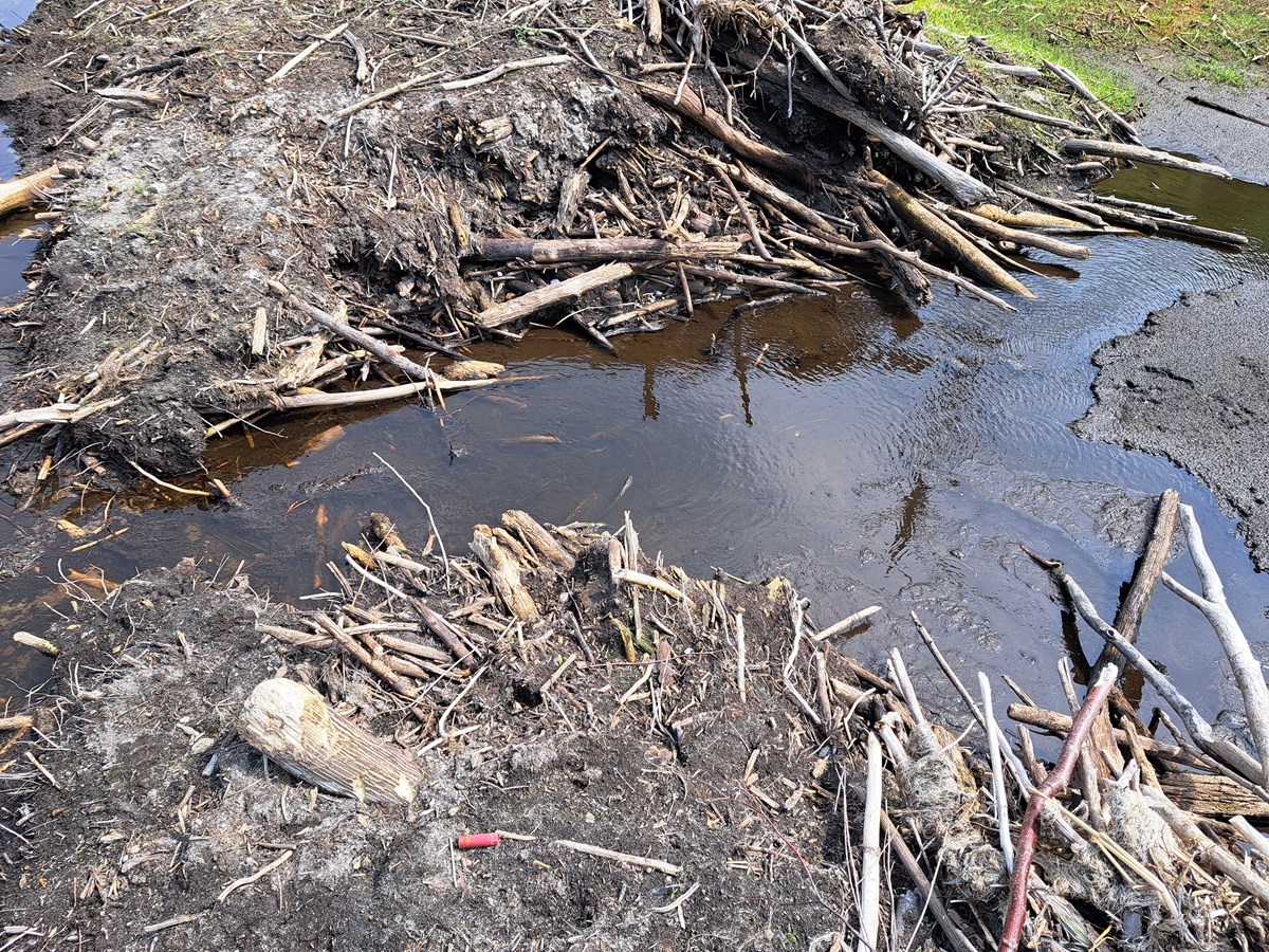 Un lac s'assèche sur le mont Rigaud