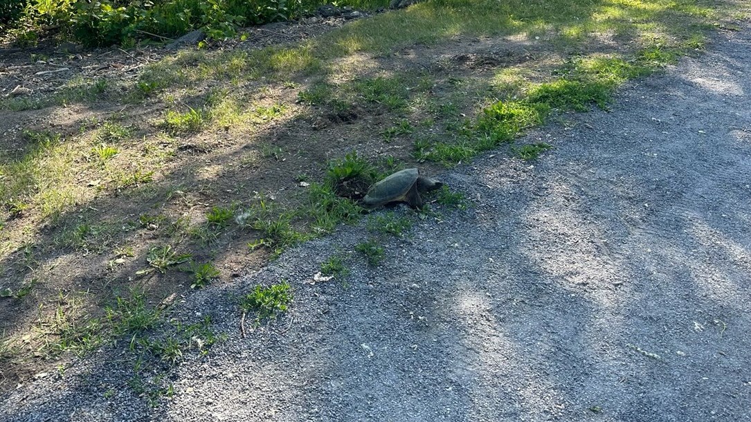 Safety enclosure set up to protect snapping turtle eggs