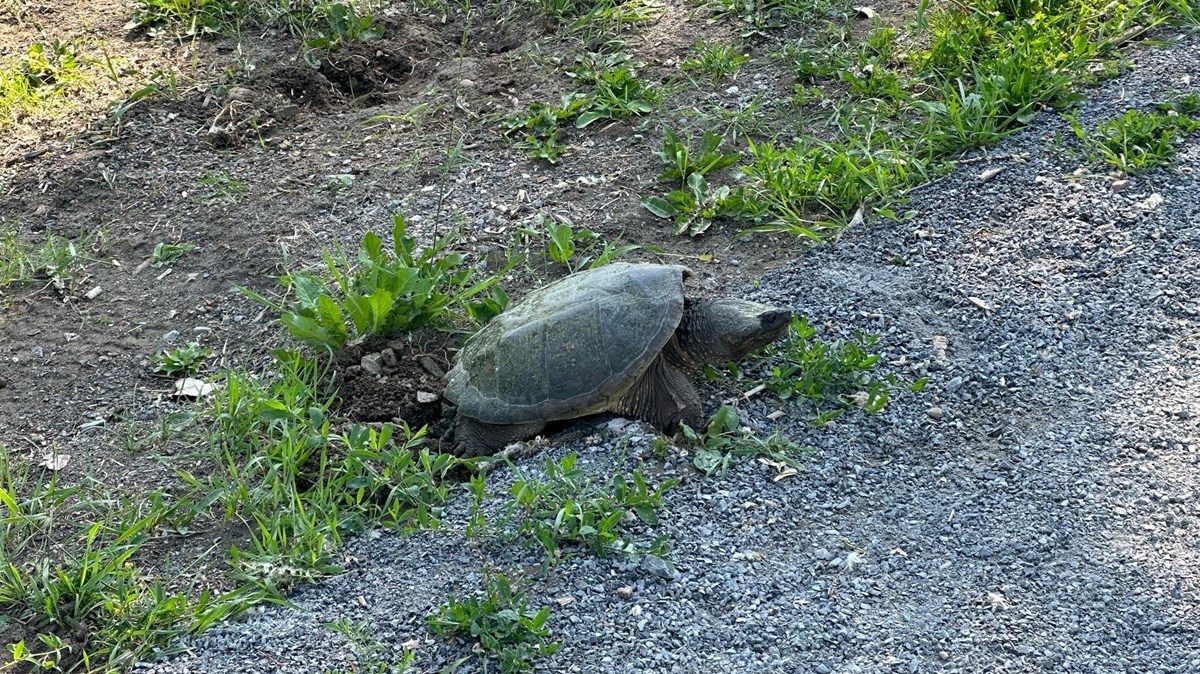 Retour de la tortue serpentine à Vaudreuil-Dorion