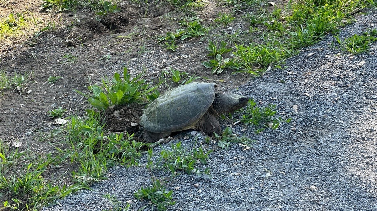 Retour de la tortue serpentine à Vaudreuil-Dorion